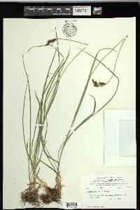 Carex spectabilis image