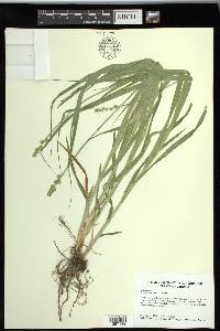 Carex sparganioides image