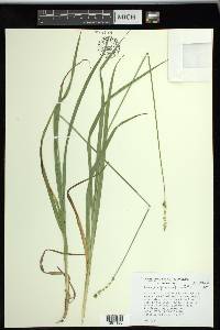 Carex sparganioides image