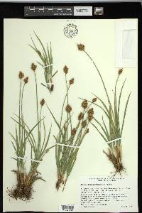 Carex straminiformis image