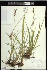 Carex spectabilis image