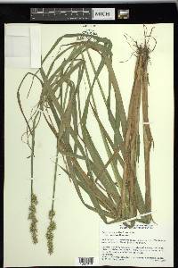 Carex stipata var. maxima image