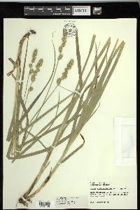 Carex sparganioides image