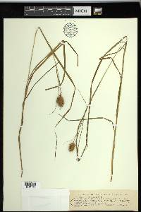 Carex squarrosa image