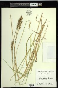 Carex stipata var. stipata image