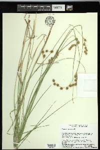 Carex straminea image