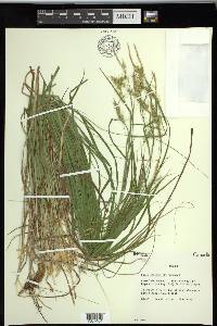 Carex sprengelii image