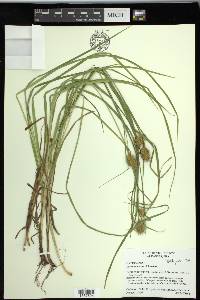 Carex squarrosa image