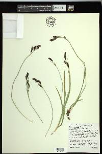 Carex spectabilis image