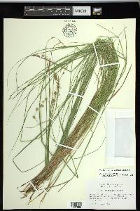 Carex straminea image