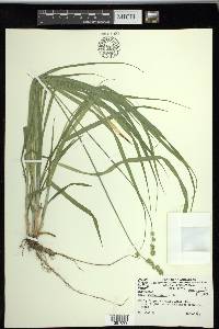 Carex sparganioides image