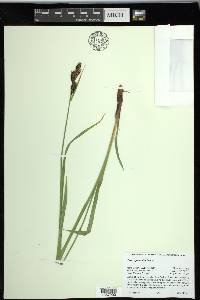 Carex spectabilis image