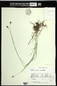 Carex subfusca image