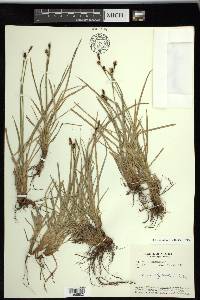 Carex stylosa image