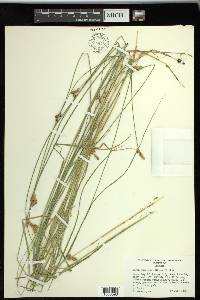 Carex suberecta image