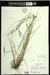 Carex swanii image