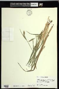 Carex striatula image