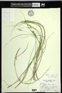 Carex swanii image