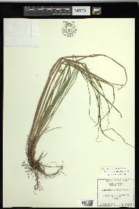 Carex swanii image