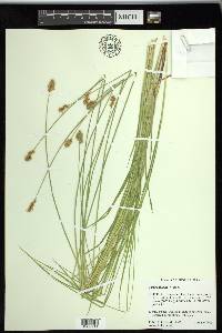 Carex subfusca image