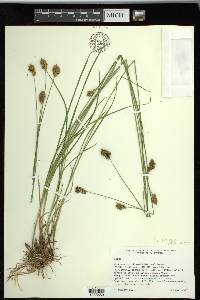 Carex subfusca image