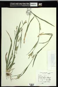 Carex striatula image