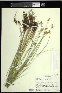 Carex suberecta image