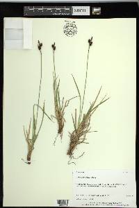 Carex stylosa image