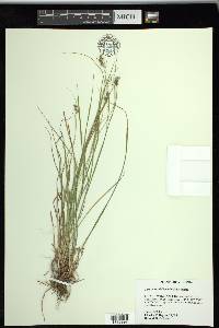 Carex swanii image