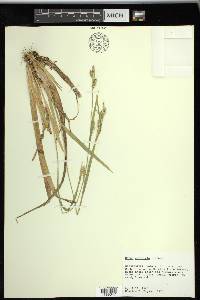 Carex striatula image