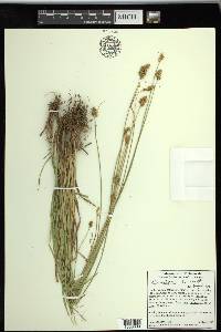 Carex subfusca image