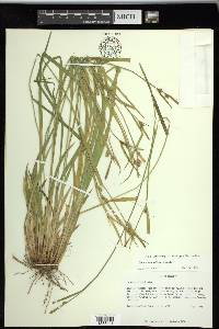 Carex styloflexa image