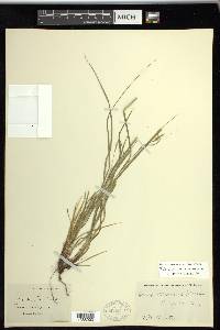 Carex swanii image