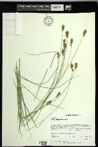 Carex subfusca image