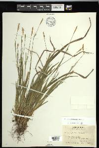 Carex styloflexa image