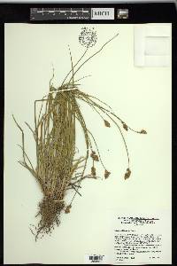 Carex subfusca image