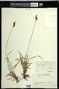 Carex stylosa image