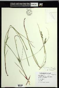 Carex swanii image