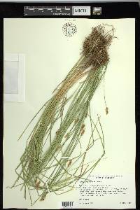 Carex subfusca image