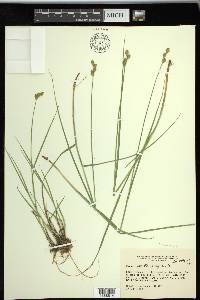 Carex suberecta image