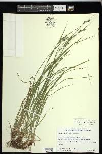 Carex swanii image