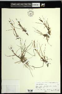 Carex subspathacea image