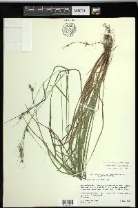 Carex swanii image