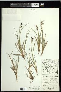 Carex stylosa image