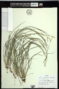 Carex styloflexa image