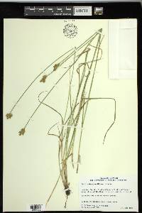 Carex suberecta image