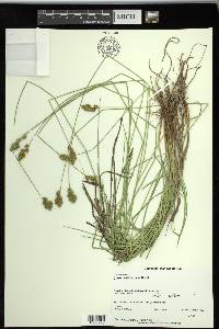 Carex subfusca image