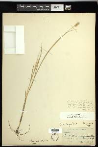 Carex suberecta image