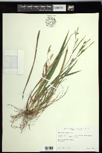 Carex striatula image