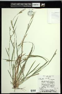 Carex striatula image